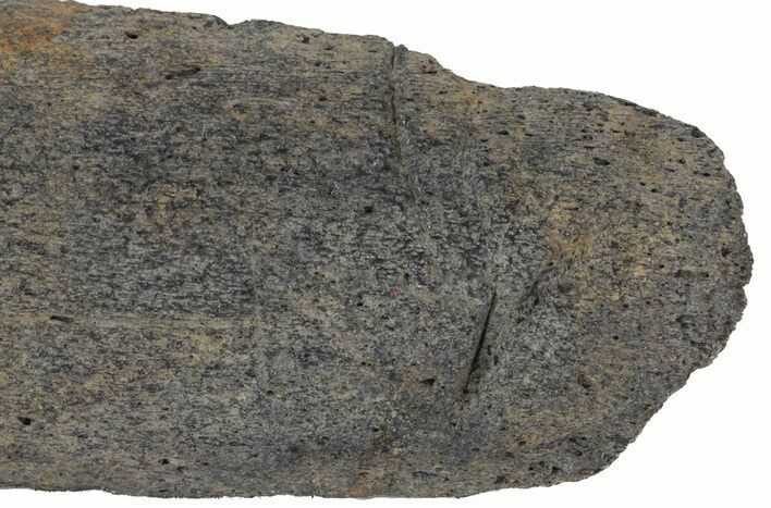 Fossil Whale Bone - Shark Tooth Mark (Megalodon?) #64299
